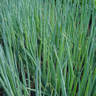 Plants: image 63 0f 50 thumb