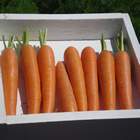 Plants: image 64 0f 50 thumb