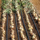 Plants: image 65 0f 50 thumb