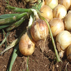 Plants: image 61 0f 50 thumb