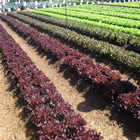 Plants: image 62 0f 50 thumb