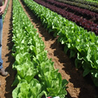 Plants: image 64 0f 50 thumb