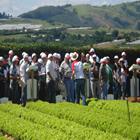 Plants: image 65 0f 50 thumb