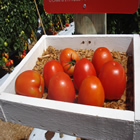 Plants: image 64 0f 50 thumb