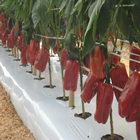 Plants: image 64 0f 50 thumb