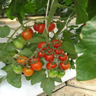 Plants: image 65 0f 50 thumb