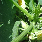 Plants: image 61 0f 50 thumb