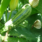 Plants: image 62 0f 50 thumb