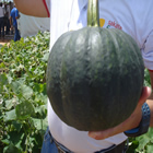 Plants: image 64 0f 50 thumb