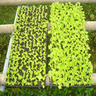 Plants: image 64 0f 50 thumb